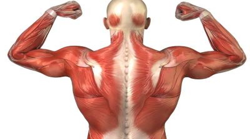 mišici tjelesna aktivnost