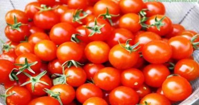 rajcica tomato Biljna Ljekarna