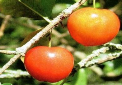 acerola
