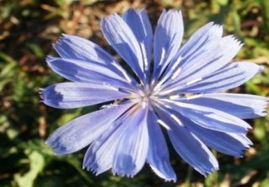 Ljekovita biljka - Cikorija