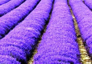 Ljekovita biljka - Lavanda