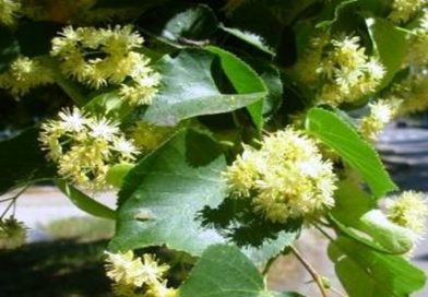 Ljekovita biljka - Lipa