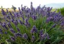 lavanda