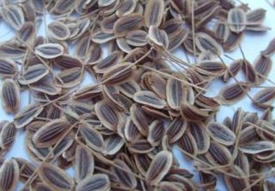 sjemenke biljke kopar