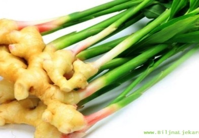 BiljnaLjekarna biljka-dzumbir