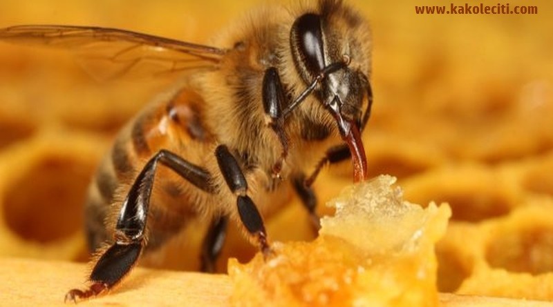 kako leciti med i pcela