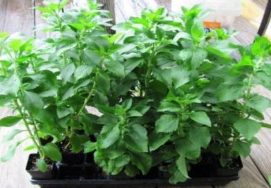 Stevia