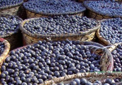 acai bobice