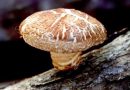 shiitake