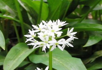 srijemus cvijet
