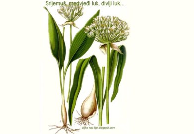 srijemuš izgled biljke