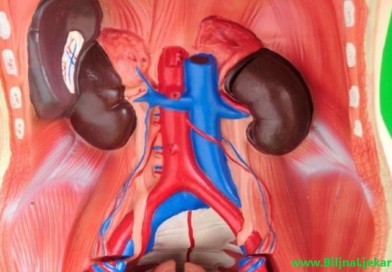 bubrezi BiljnaLjekarna