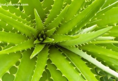 BiljnaLjekarna aloe vera miller