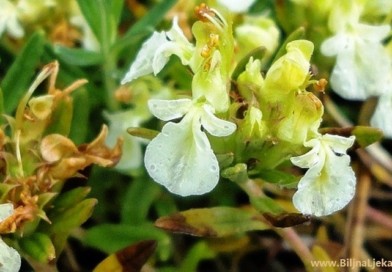 trava iva Biljna Ljekarna