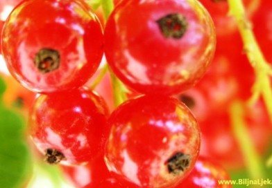 crveni ribiz Biljna Ljekarna