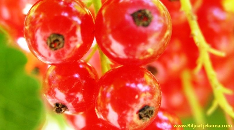 crveni ribiz Biljna Ljekarna
