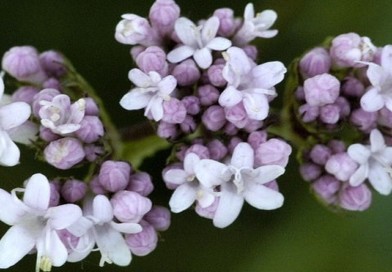 macina trava Bbiljna Apoteka