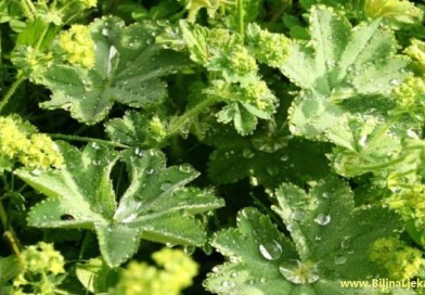 vrkuta Bbiljna Apoteka