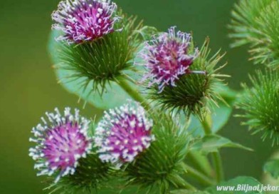 cicak-2 Biljna Ljekarna