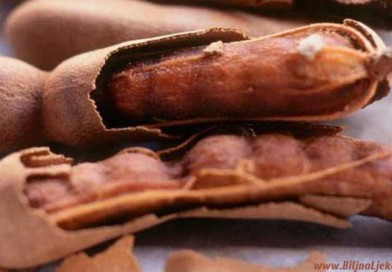 tamarind Biljna Ljekarna