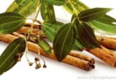 ceylon cinnamon cimet Biljna Ljekarna