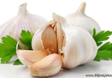 garlic cesnjak Biljna Ljekarna