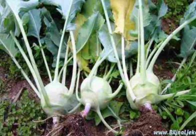 korabica Biljna Ljekarna