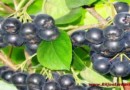 aronia_nero Biljna Ljekarna