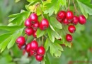 BiljnaLjekarna Glog Crataegus