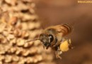 Biljna Ljekarna Propolis