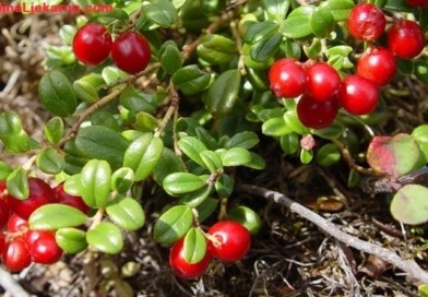 BiljnaLjekarna medvedje-grozdje