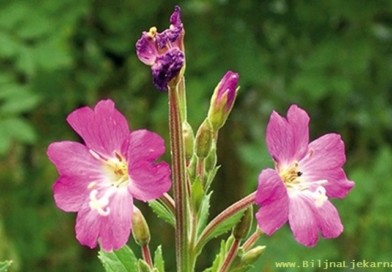 DLAKAVA VRBOVICA BiljnaLjekarna Epilobium hirsutum