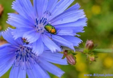 cikorija Biljna Ljekarna