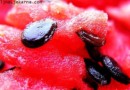 lubenica sjemenke kostice Biljna Ljekarna