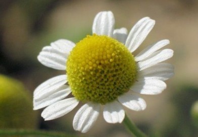 kamilica