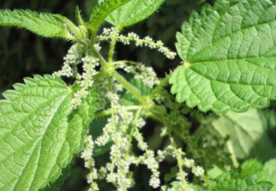 kopriva pitoma