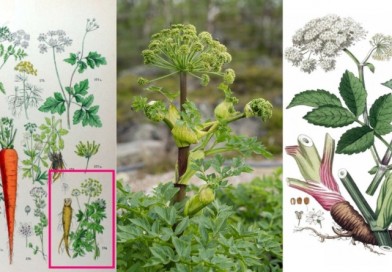 angelica